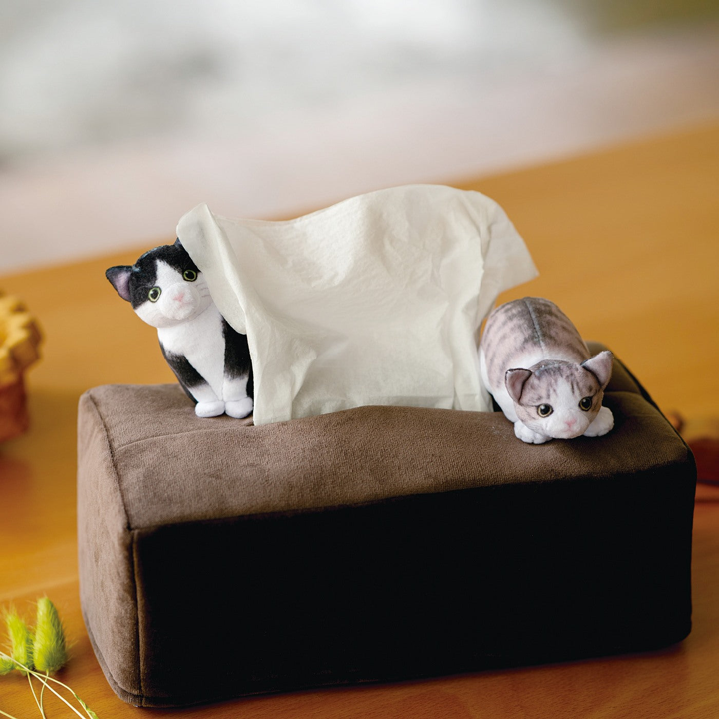 Kitten at home - Kitten hide-and-seek tissue cover box