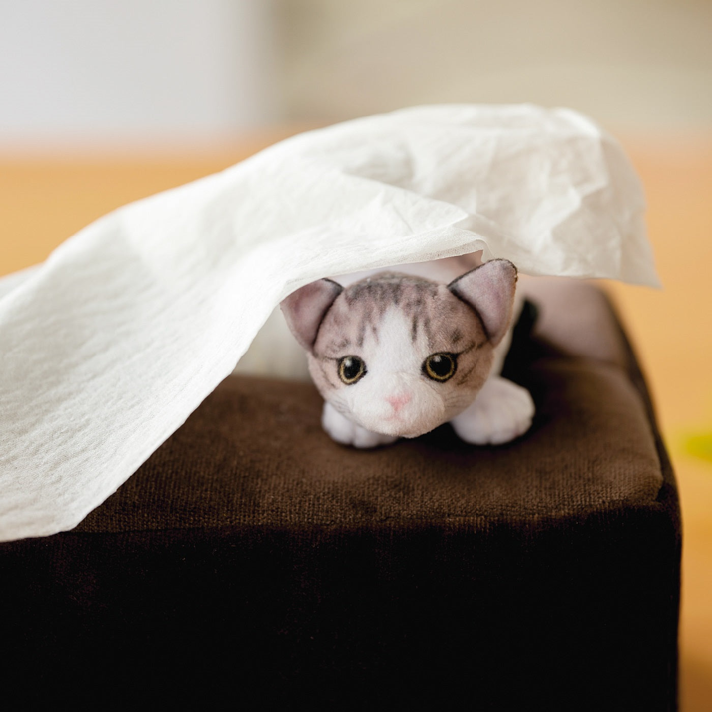 Kitten at home - Kitten hide-and-seek tissue cover box