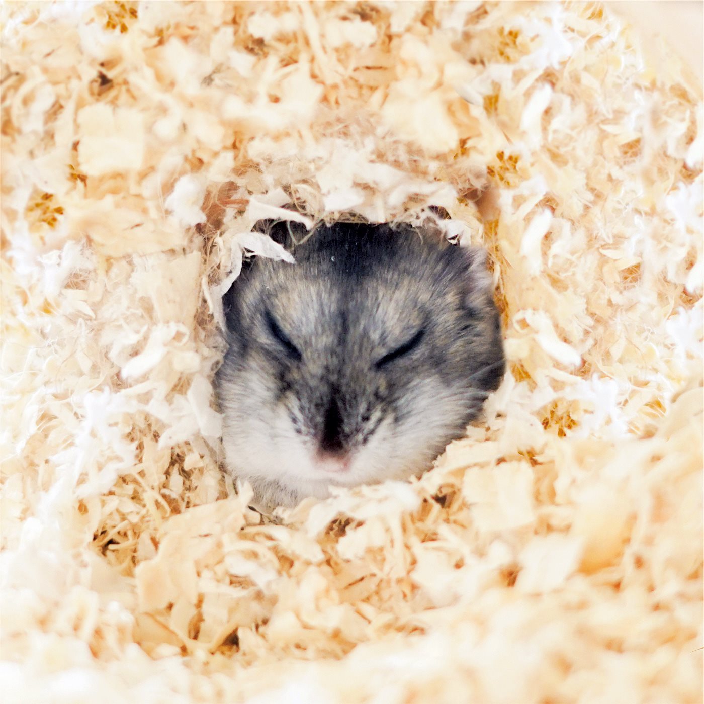 Sleeping hamster in sawdust Handerchief